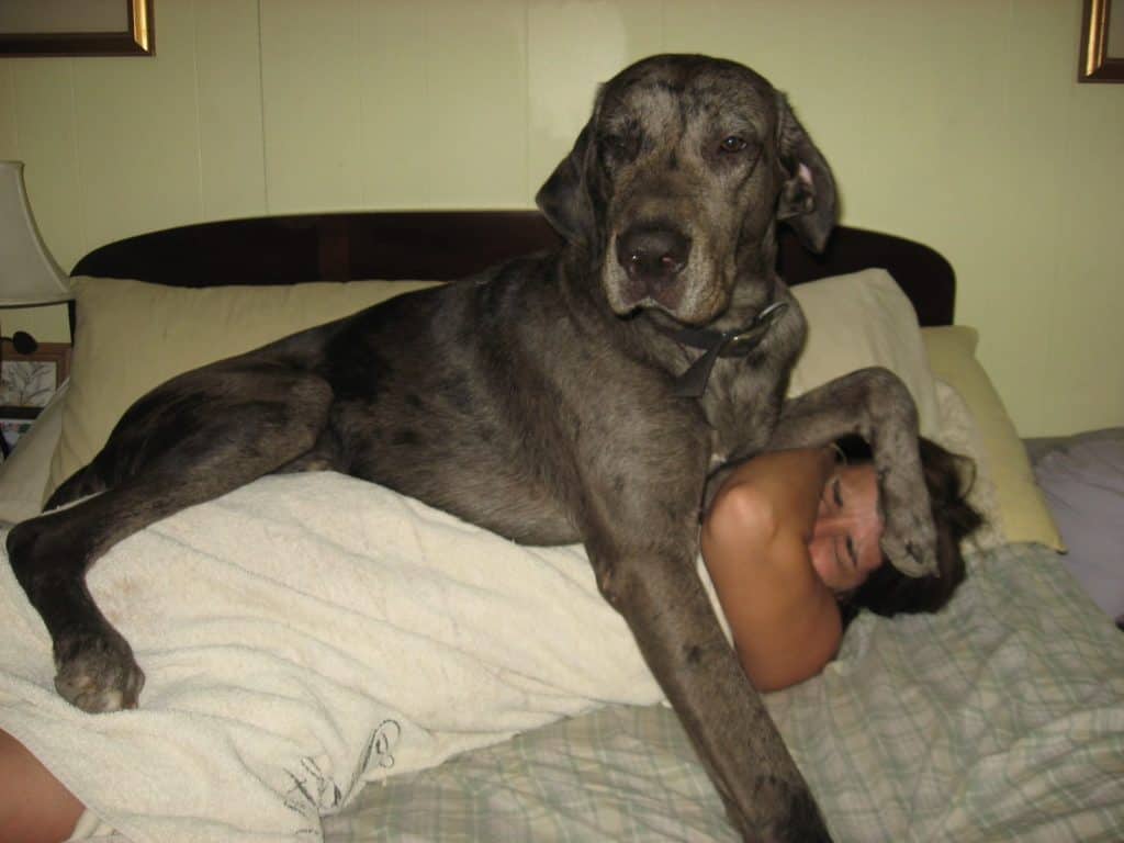 Is a Great Dane a Good First Dog To Own