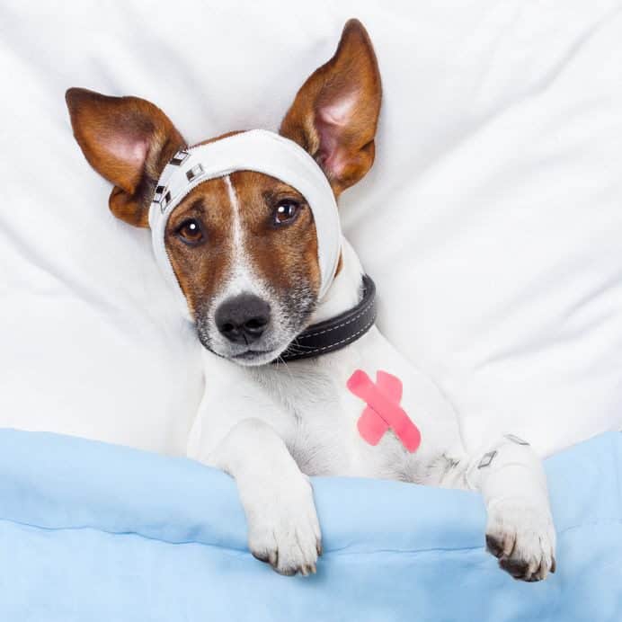 Should I Get Pet Insurance (all you need to know)