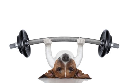 10 Ways to Exercise Your Dog at Home