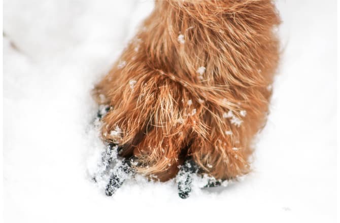 Caring For Your Dogs Paws in Extreme Weather