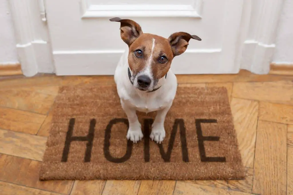 Ten Things To Do With Your Dog At Home