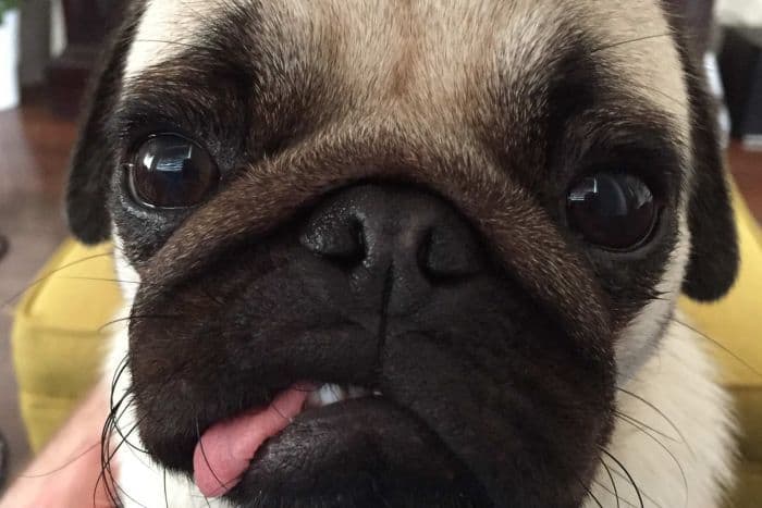 WHEN DO YOUR PUG NEED A NOSE OPERATION