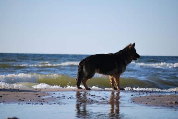 Can Sea Water Damage a Dog's Health