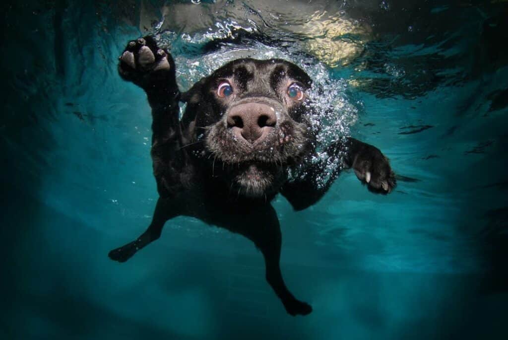What Age do Dogs Swim