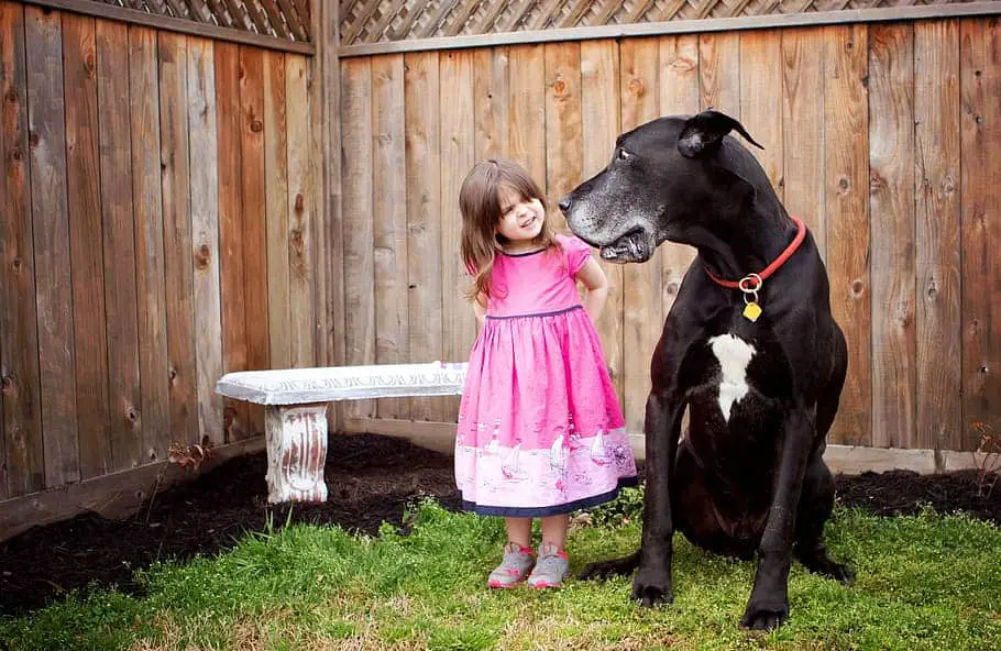 Do great Danes get along with pugs