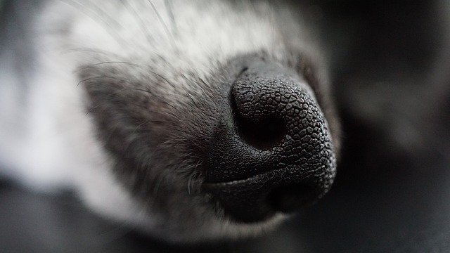 Why Does My Dogs Nose Get Dry