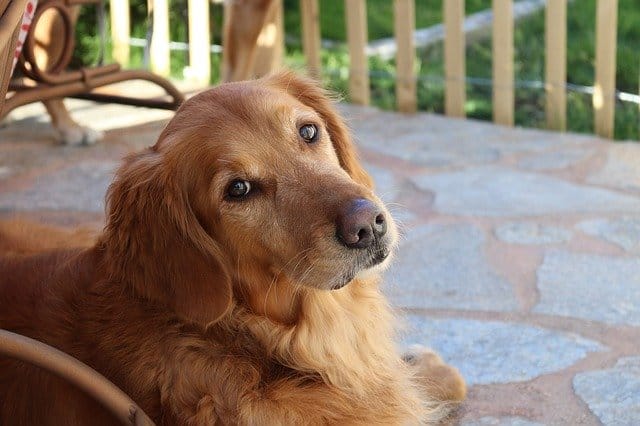 What Temperatures Are Ideal For A Golden Retriever?