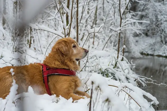 Can golden retrievers do well in a cold climate