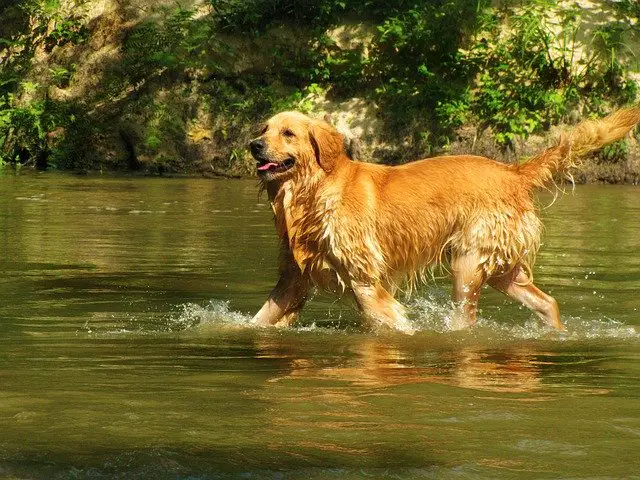 What Temperatures Are Ideal For A Golden Retriever
