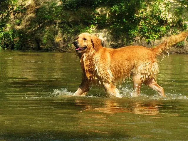 What Temperatures Are Ideal For A Golden Retriever?