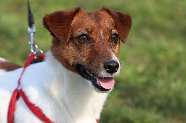 How Far Should I Walk my Jack Russell