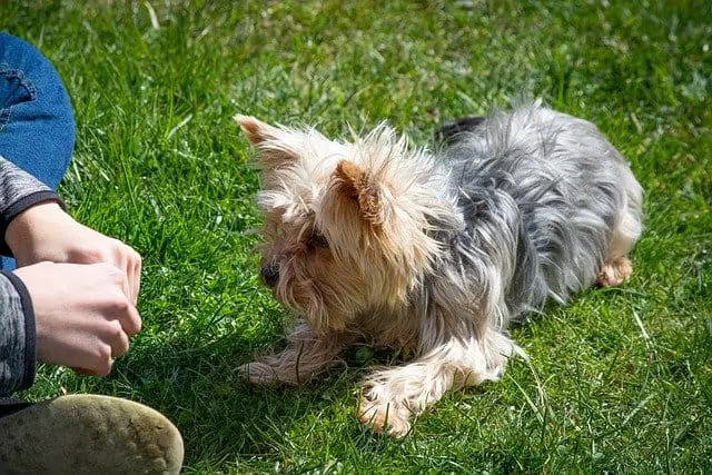 8 Dog Obedience Training Tips