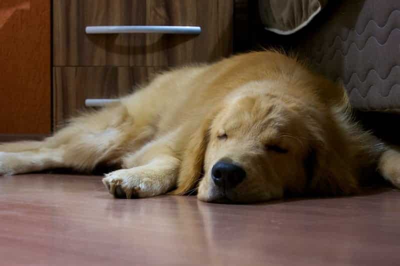 Are Dogs Lethargic When In Heat