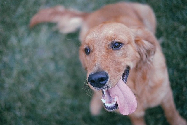 Do Golden Retrievers Get Darker As They Get Older