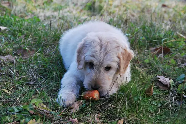 Do Puppies Have Good Immune Systems