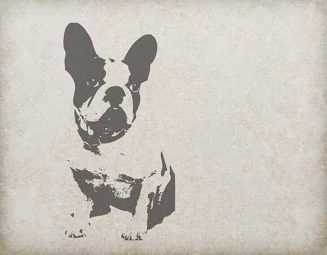 Do French Bulldogs Dig Holes?