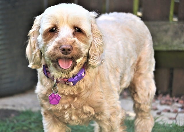 Can A Cockapoo Sleep Outside?