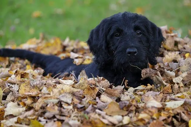 Can a Labradoodle be a guard dog