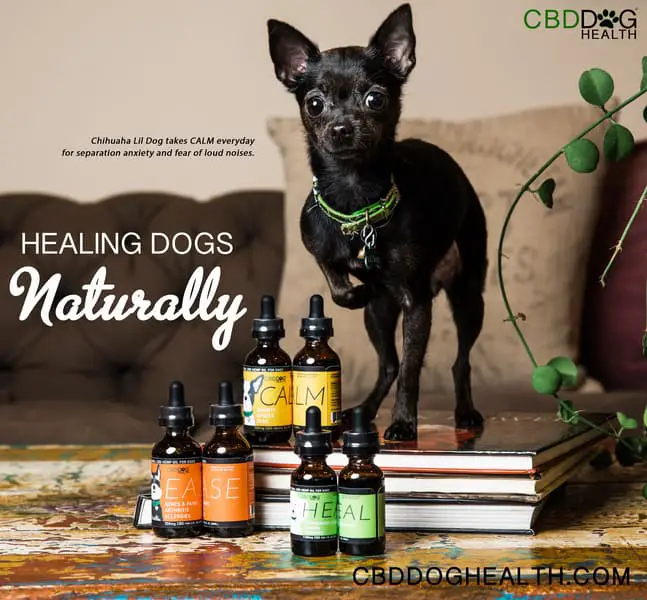 Can CBD Oil Improve a Dog’s Coat?