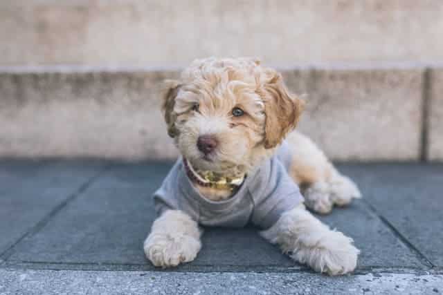 Can a Cockapoo Eat Pasta