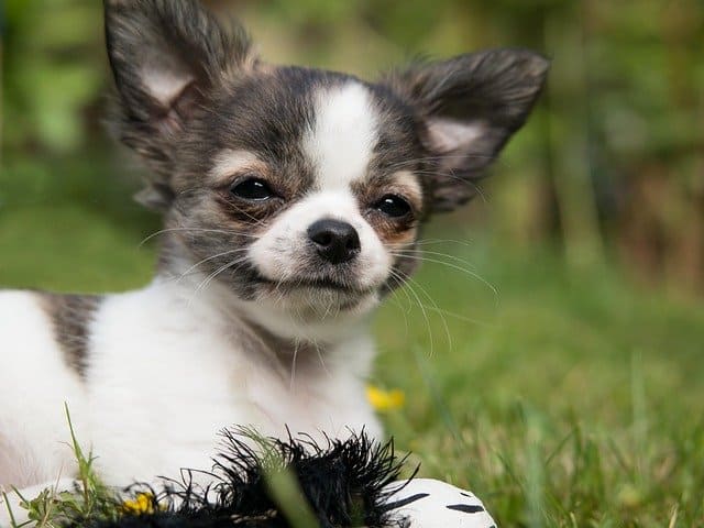 The lightest dog breed in the world is the chihuahua