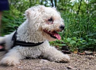 are bichon frises intelligent dogs