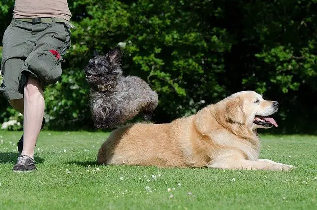 Do Golden Retrievers Get Along With Small Dogs