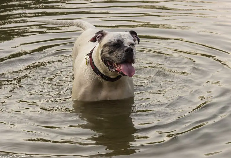 Do American Bulldogs Like Water