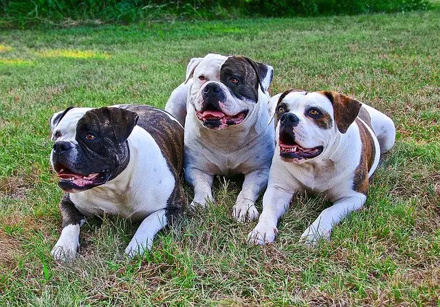 Do American Bulldogs Need C-Sections?