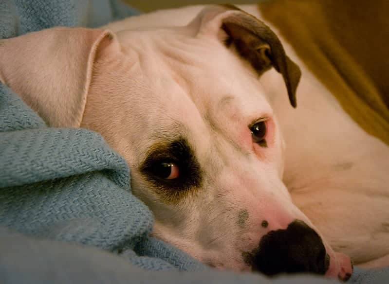 Do American Bulldogs Sleep a Lot?