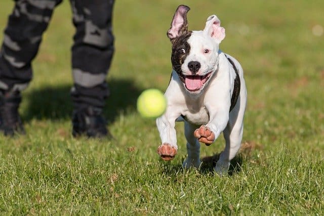 Do American Bulldogs Need a Lot of Exercise?