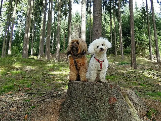 Does A Bichon Frise Get Along With Other Dogs