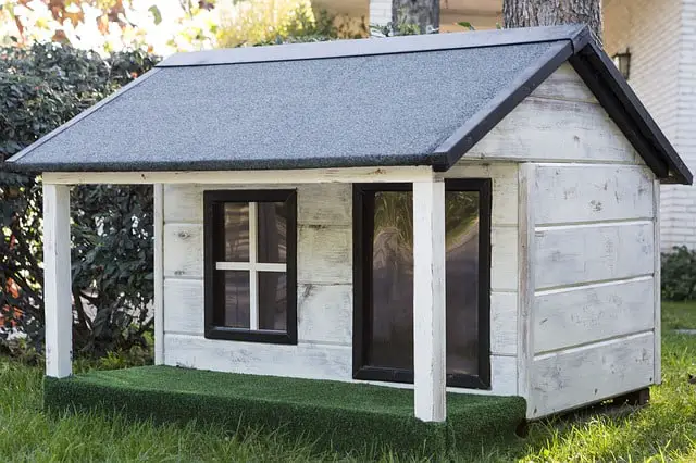 Can a Jack Russell Live Outside in a Dog House