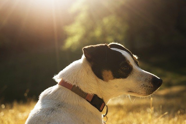How Long Can You Leave a Jack Russell Alone?