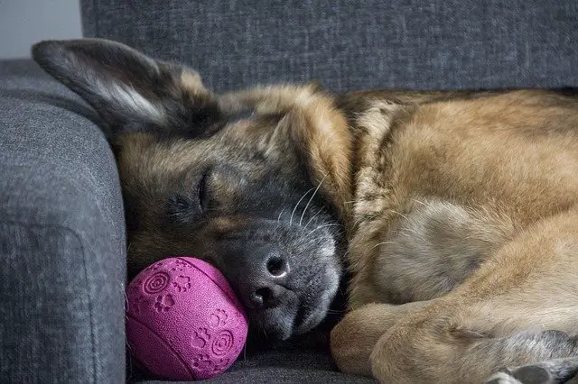 How Much Sleep Does a German Shepherd Need