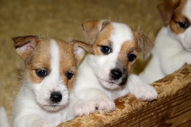How Many Puppies do Jack Russell Terriers Have