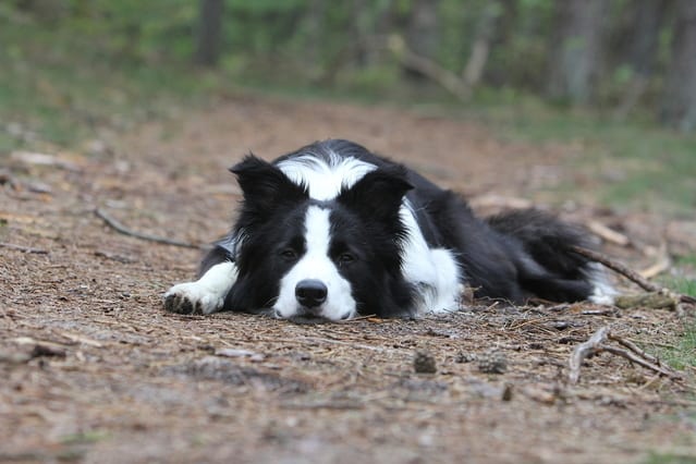 Do Border Collies Have Separation Anxiety