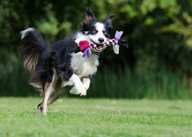 Do Border Collies Like to Play Fetch