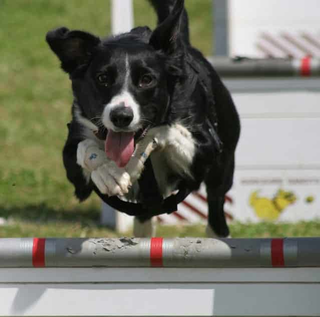 Are Border Collies easy to train