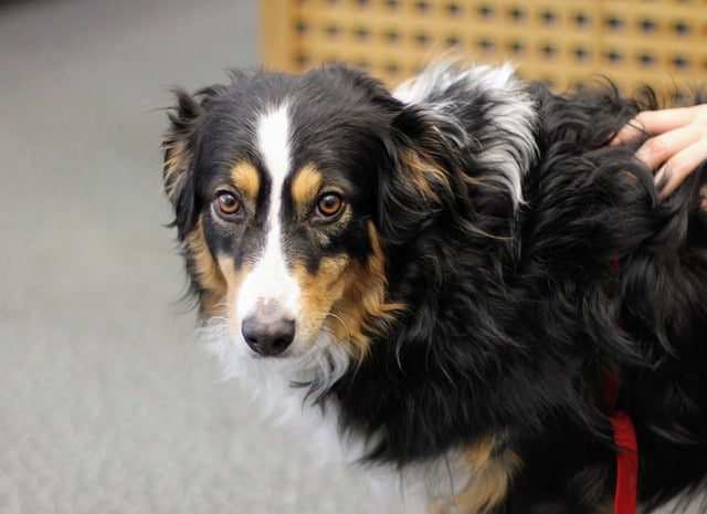 Can A Border Collie Be A Therapy Dog