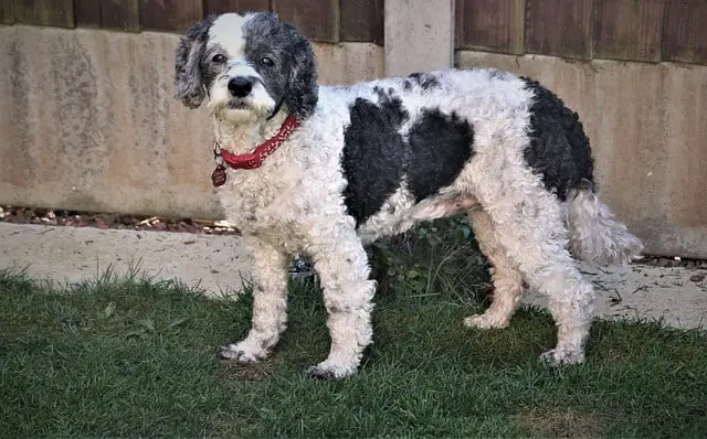Is a Cockapoo a good family dog
