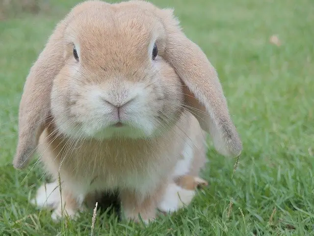 Are Border Collies Good With Rabbits