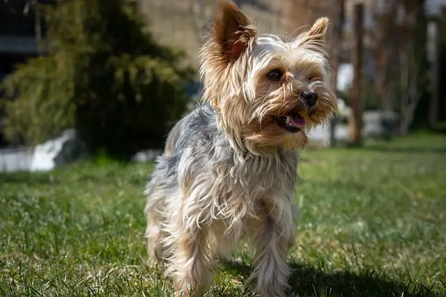 Best Flea Treatment For a Yorkie