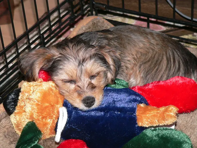 How to Stop a Yorkie from Barking in a Crate