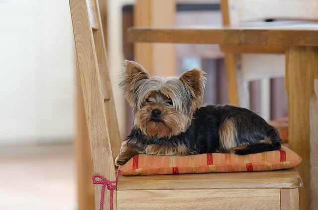 How to Tell if a Yorkie is Purebred