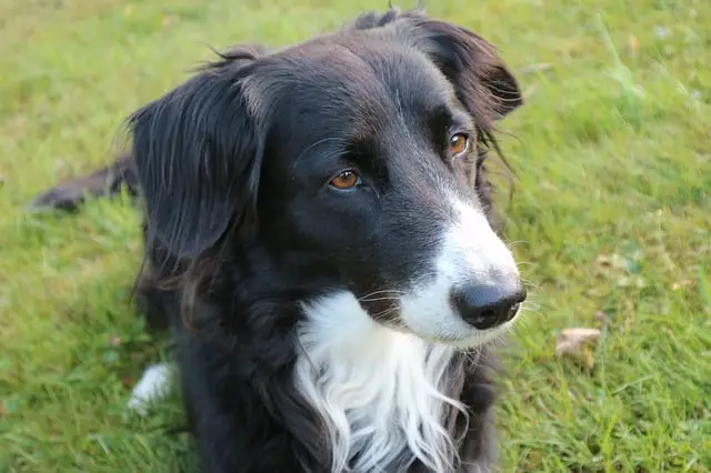 How to Train a Border Collie to Sit and Stay