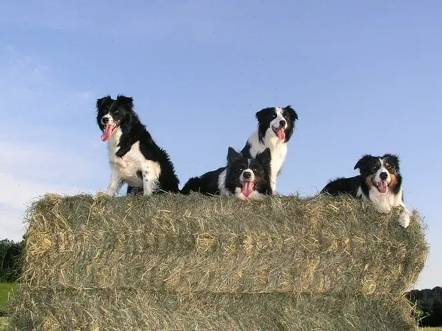 Can a Border Collie Live Outside