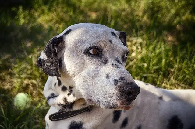 How Many Puppies Can a Dalmatian Have