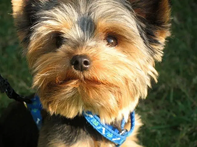 Are Yorkies Smart? Find out here