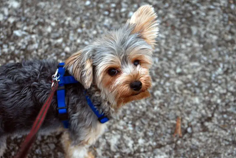 Some owners report that their Yorkshire Terrier happily accompanies them on 2-hour-long strolls, while others say that their Yorkie collapses on the ground after 30 minutes of walking!
